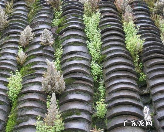 门前有草的风水好不好 风水房顶有草