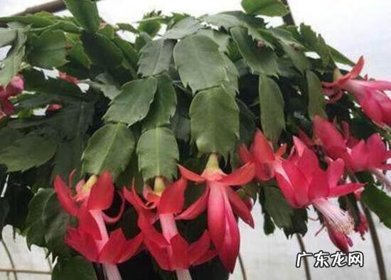 养蟹爪兰有风水说法吗 蟹爪莲风水好吗