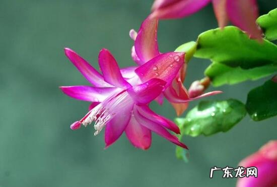 养蟹爪兰有风水说法吗 蟹爪莲风水好吗