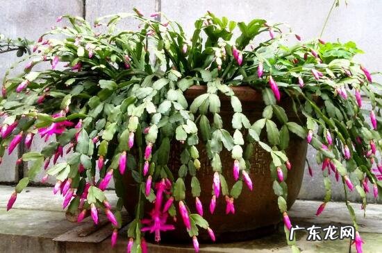 养蟹爪兰有风水说法吗 蟹爪莲风水好吗