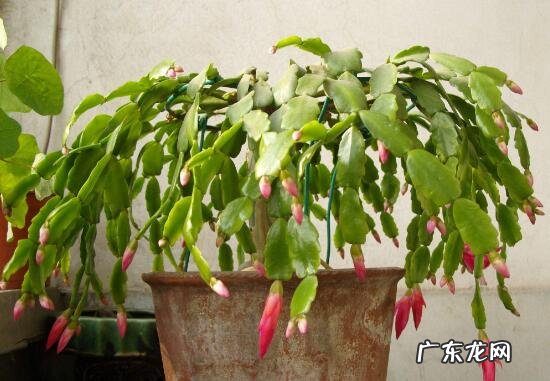 养蟹爪兰有风水说法吗 蟹爪莲风水好吗