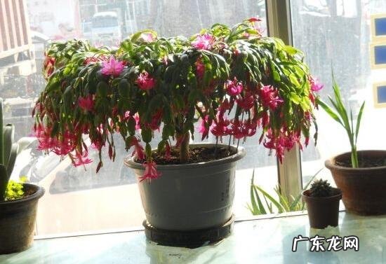 养蟹爪兰有风水说法吗 蟹爪莲风水好吗