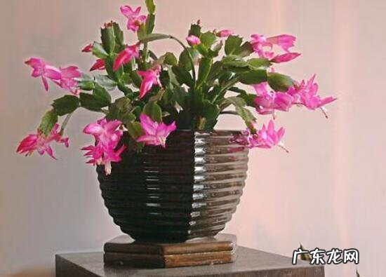 养蟹爪兰有风水说法吗 蟹爪莲风水好吗