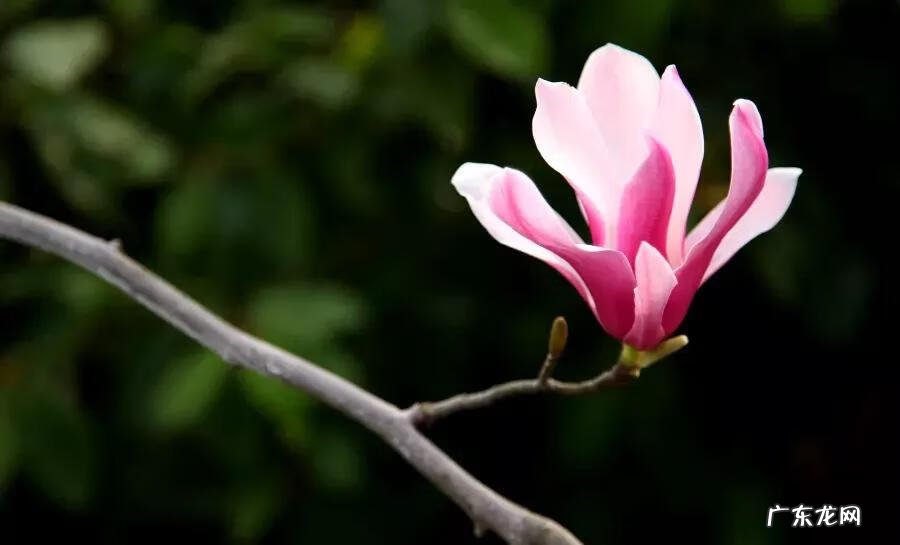 亡羊补牢出自寓言故事的 亡羊补牢寓言故事的意思