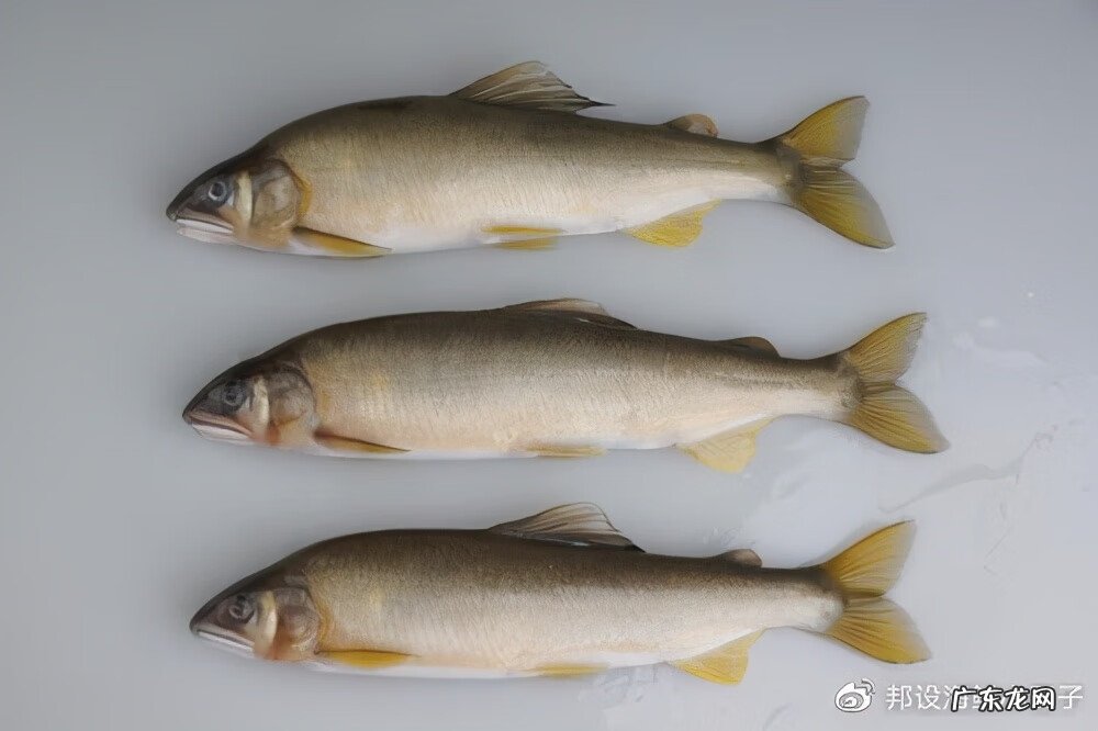 日本香鱼 香鱼真的是香的吗