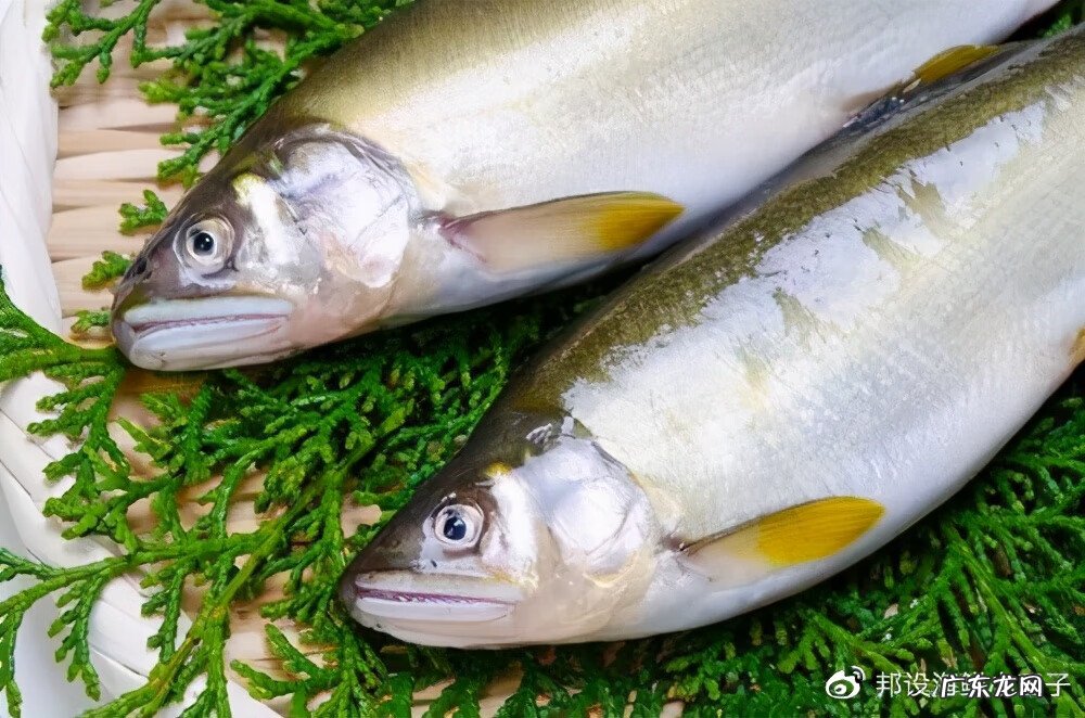 日本香鱼 香鱼真的是香的吗