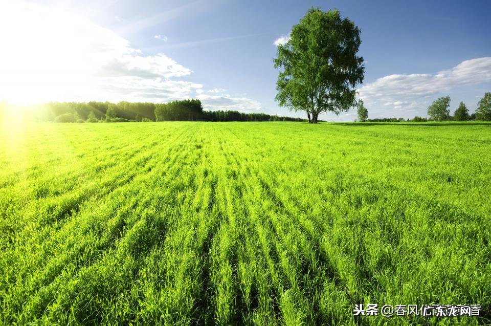 绿色的拼音怎么写的拼音 绿色汉语拼音怎么拼