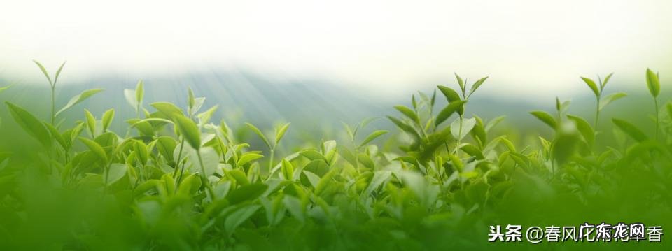 绿色的拼音怎么写的拼音 绿色汉语拼音怎么拼