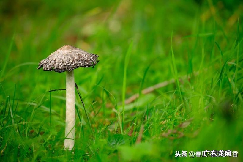 绿色的拼音怎么写的拼音 绿色汉语拼音怎么拼