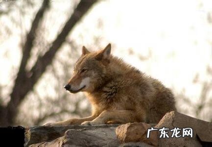 1962年饥荒怎么导致 1962 饥荒