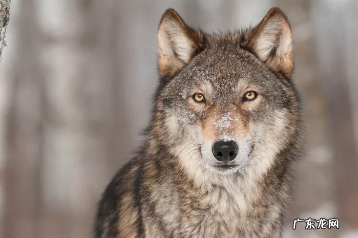 1962年饥荒怎么导致 1962 饥荒