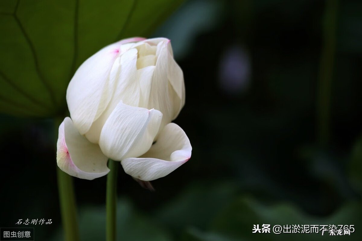 深圳汪春霖风水资料 汪春霖风水大师