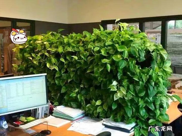 风水帘子挡到哪个位置最好 风水门帘能绑住吗