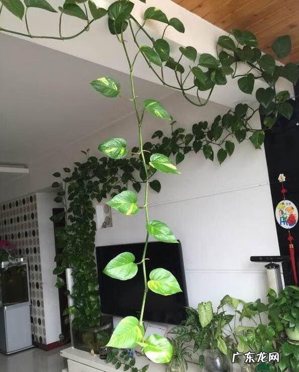 风水帘子挡到哪个位置最好 风水门帘能绑住吗