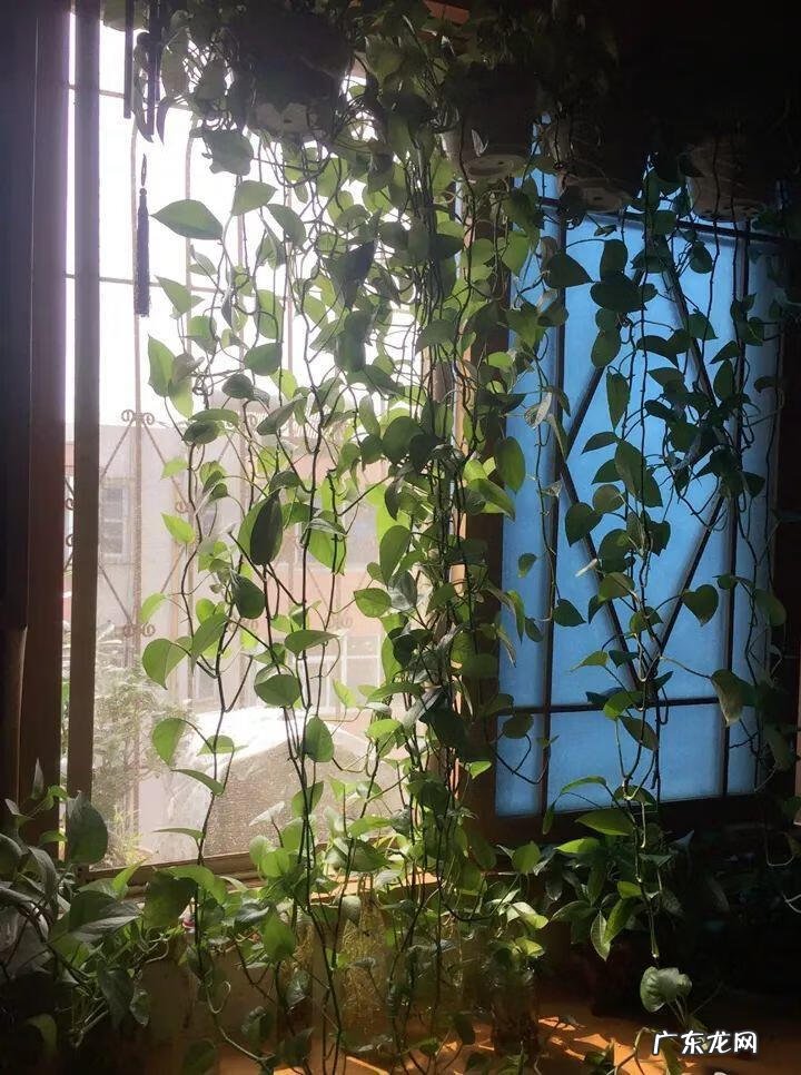 风水帘子挡到哪个位置最好 风水门帘能绑住吗