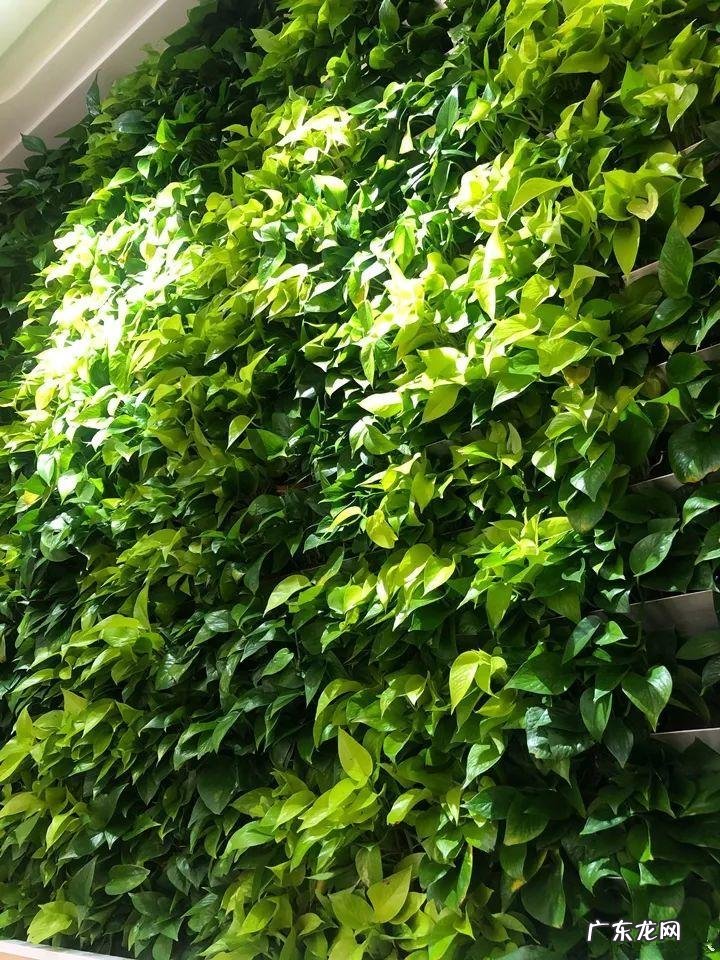 风水帘子挡到哪个位置最好 风水门帘能绑住吗