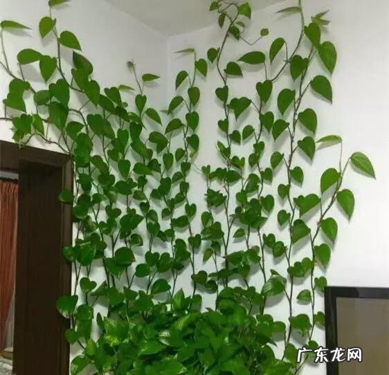 风水帘子挡到哪个位置最好 风水门帘能绑住吗