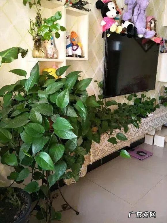 风水帘子挡到哪个位置最好 风水门帘能绑住吗