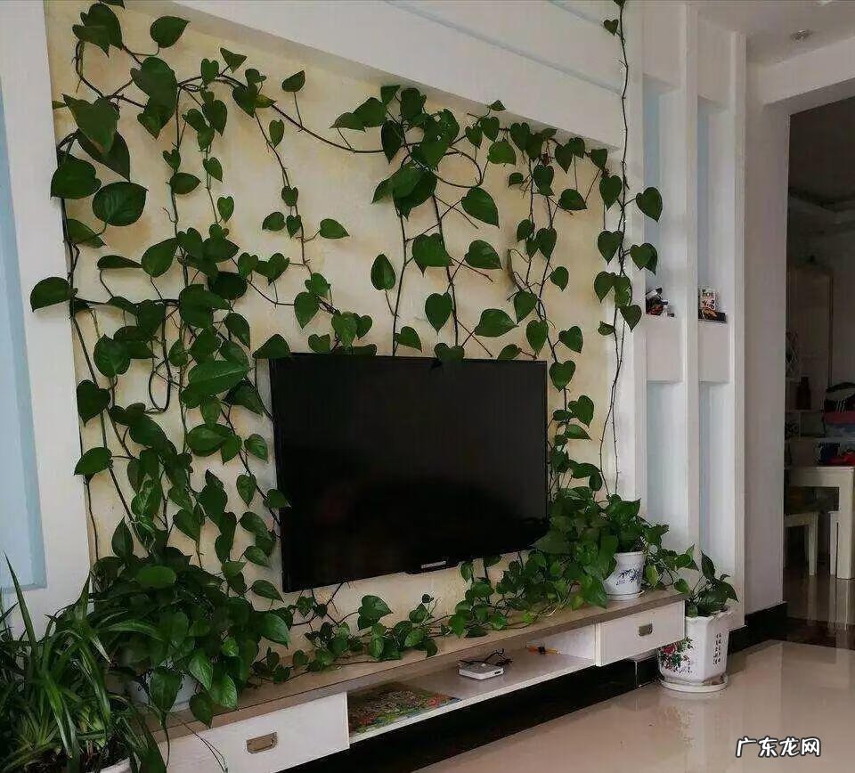 风水帘子挡到哪个位置最好 风水门帘能绑住吗