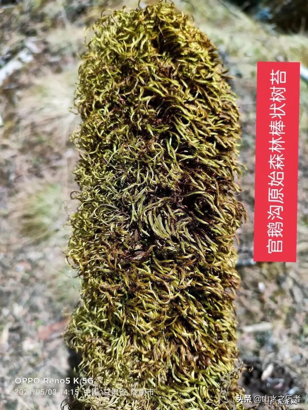 嫦娥是神仙 神仙道嫦娥和玲珑