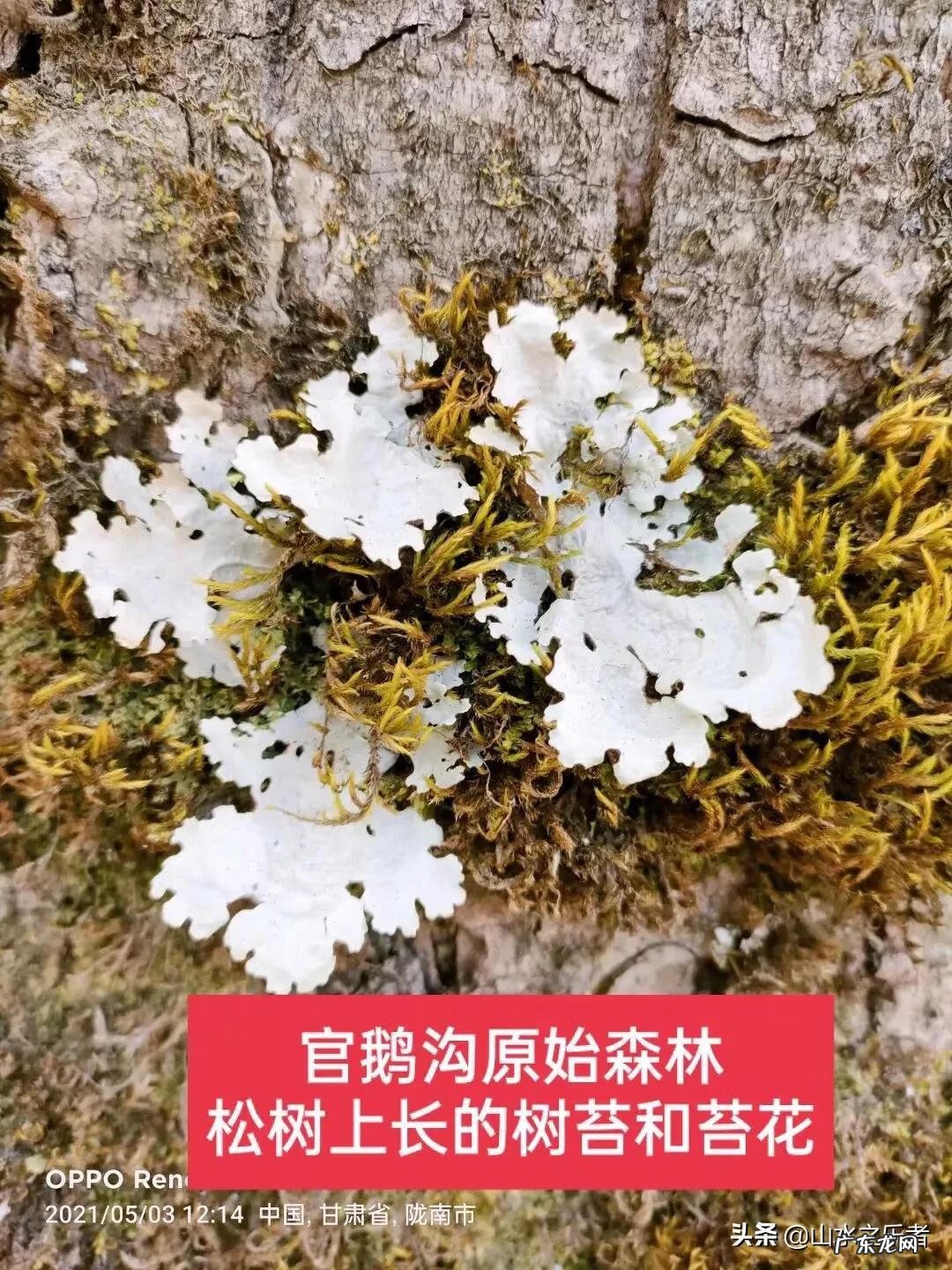 嫦娥是神仙 神仙道嫦娥和玲珑