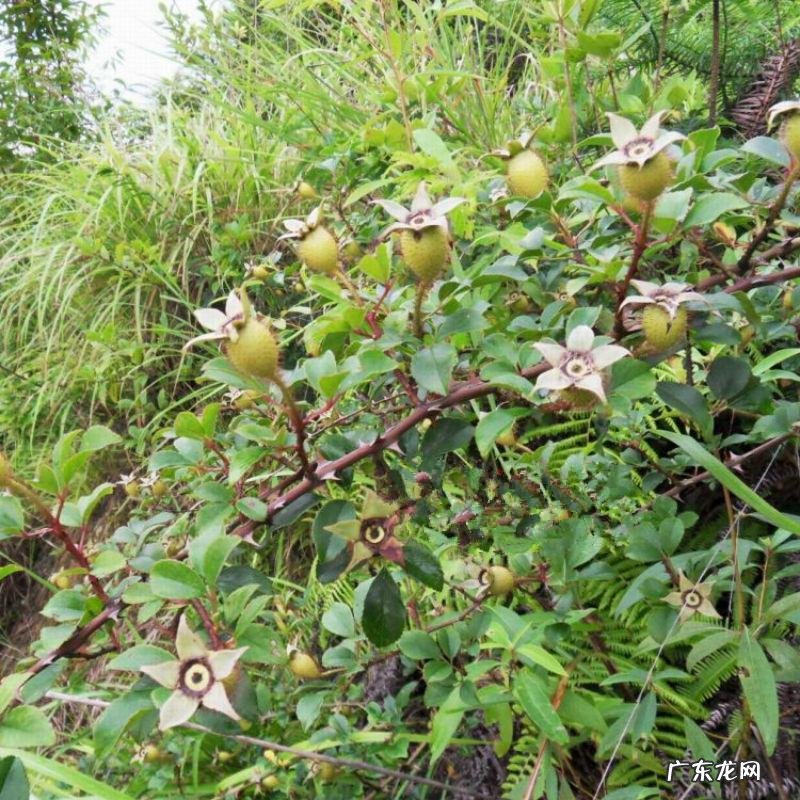 金樱子 小金樱子