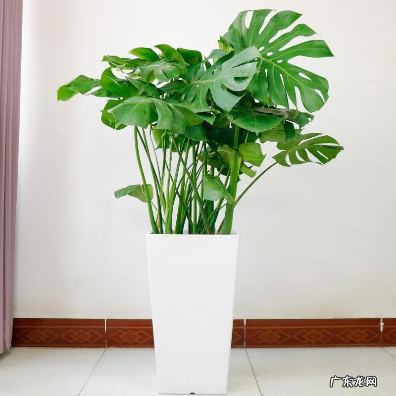 最旺宅的植物 老宅绿植茂密风水好不好