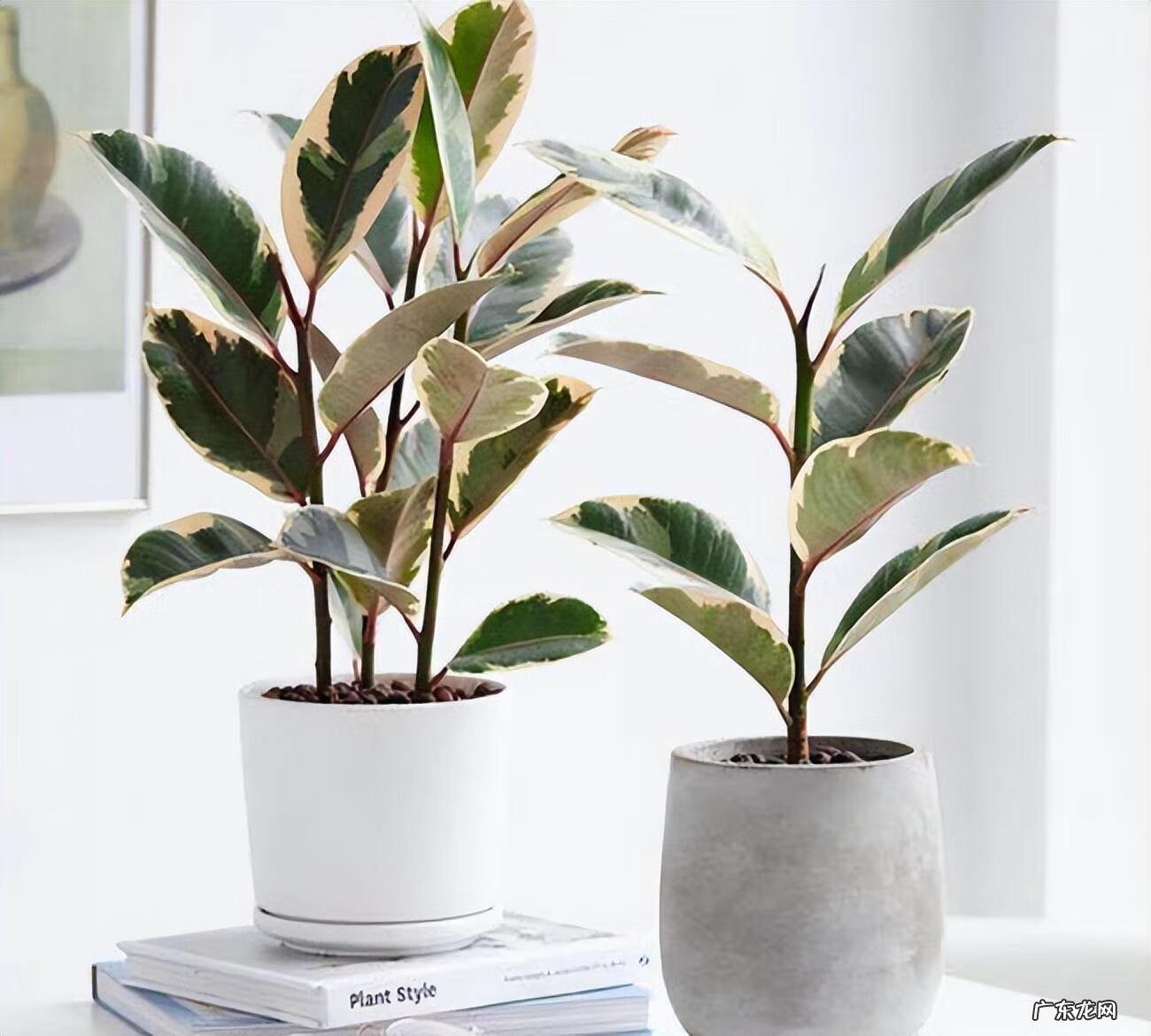 最旺宅的植物 老宅绿植茂密风水好不好