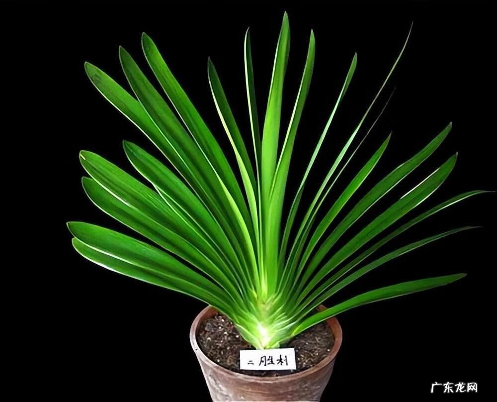 最旺宅的植物 老宅绿植茂密风水好不好