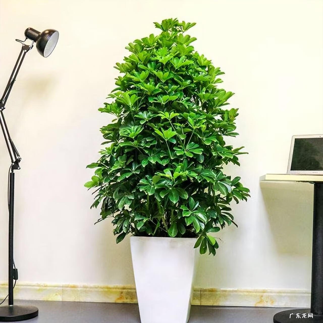 最旺宅的植物 老宅绿植茂密风水好不好