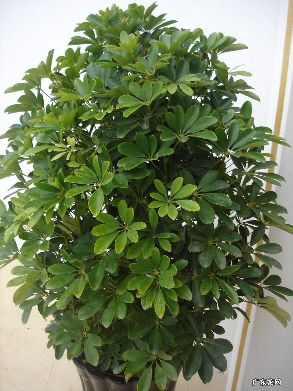 最旺宅的植物 老宅绿植茂密风水好不好