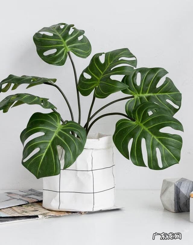 最旺宅的植物 老宅绿植茂密风水好不好