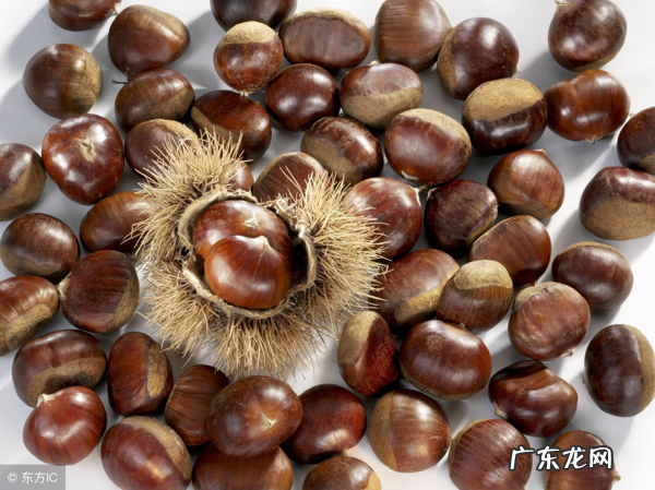 栗子不能和谁一起吃 栗子和什么不能吃在一起