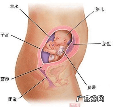 怀孕四个月打胎受罪吗 四个月的胎儿有多大?