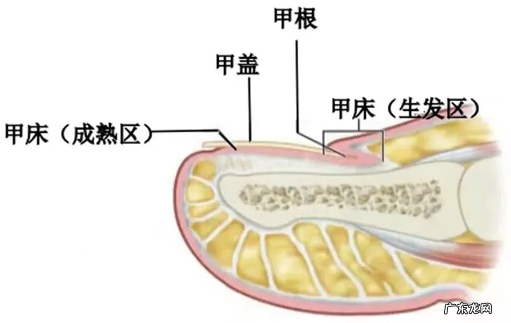 大脚趾头很大肉很多 大脚趾有肉