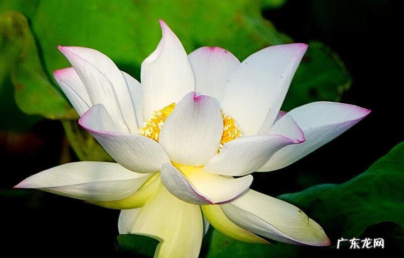 荷花资料 关于荷花的资料大全