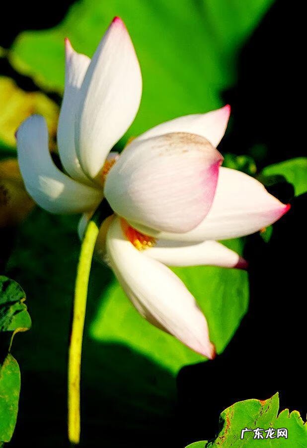 荷花资料 关于荷花的资料大全