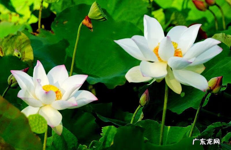 荷花资料 关于荷花的资料大全