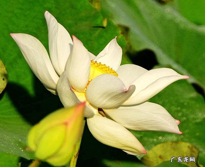 荷花资料 关于荷花的资料大全