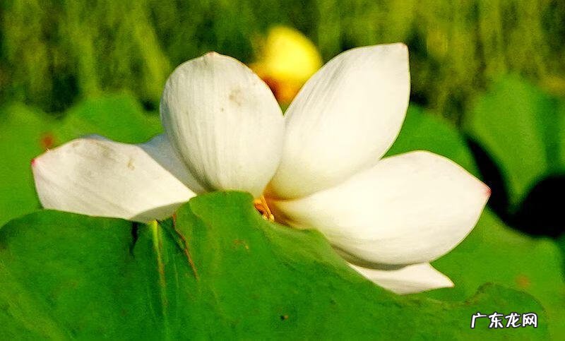 荷花资料 关于荷花的资料大全