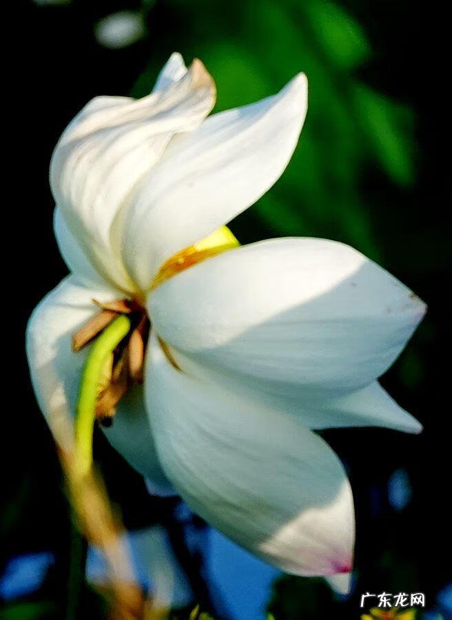 荷花资料 关于荷花的资料大全