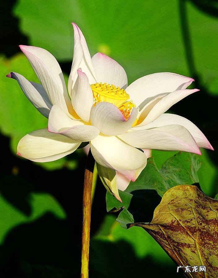 荷花资料 关于荷花的资料大全