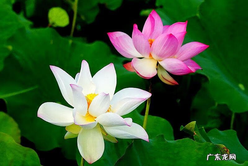 荷花资料 关于荷花的资料大全