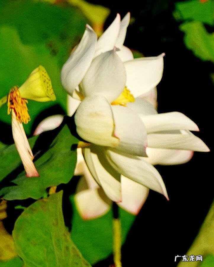 荷花资料 关于荷花的资料大全