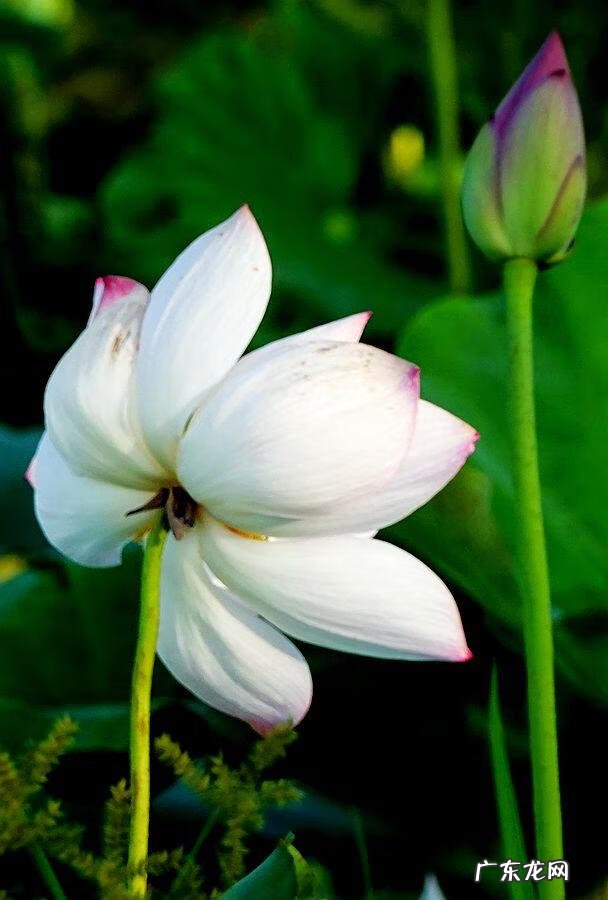 荷花资料 关于荷花的资料大全