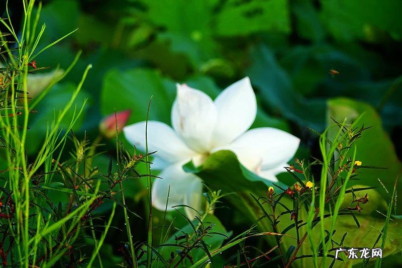 荷花资料 关于荷花的资料大全