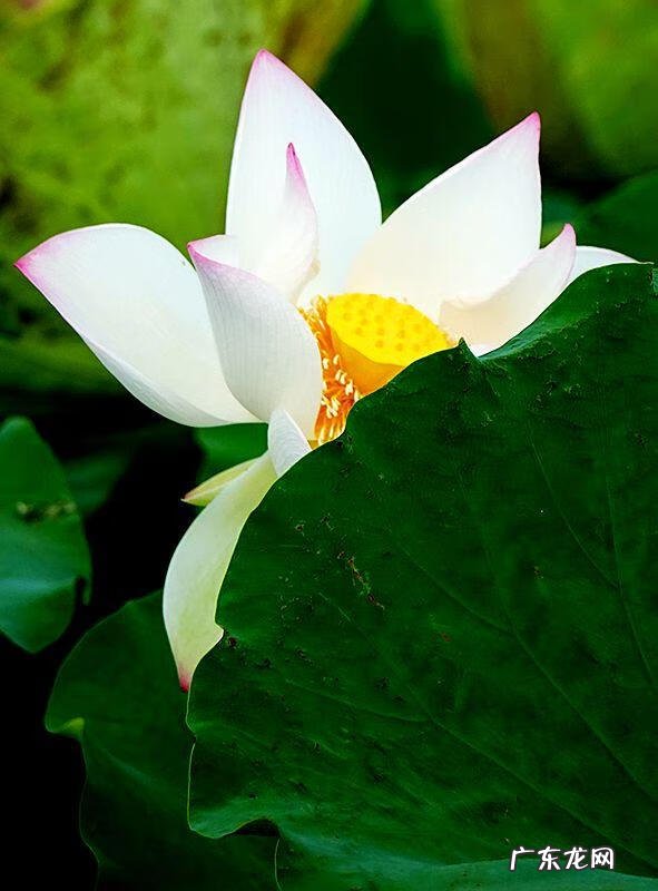 荷花资料 关于荷花的资料大全