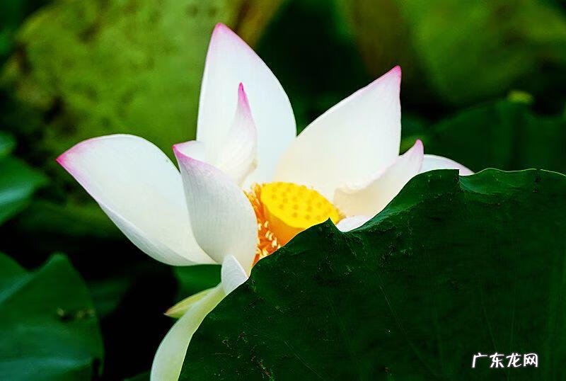 荷花资料 关于荷花的资料大全