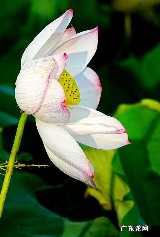 荷花资料 关于荷花的资料大全