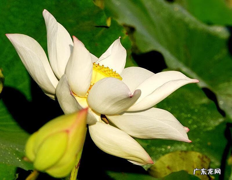 荷花资料 关于荷花的资料大全
